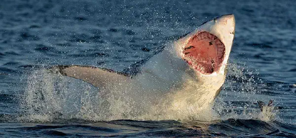 Illustration for Great White Sharks Heading for Extinction