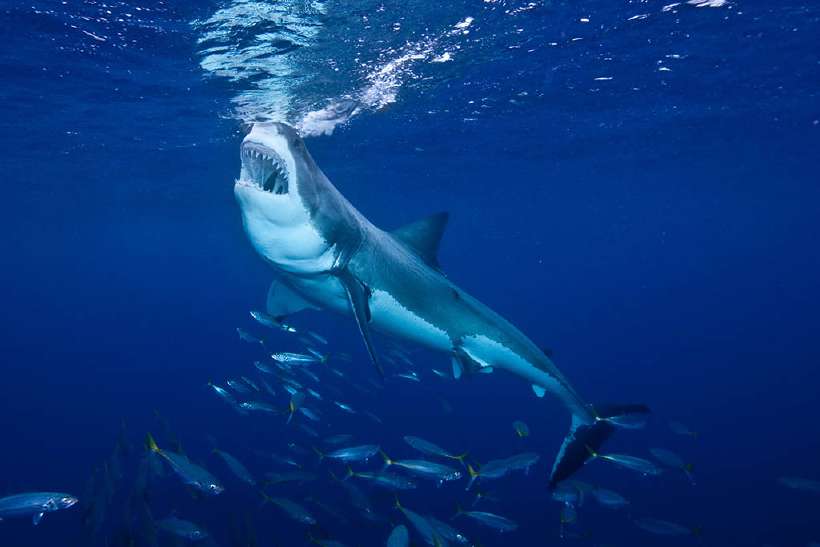 Great White Shark f ending at Guadalupe Island Mexico