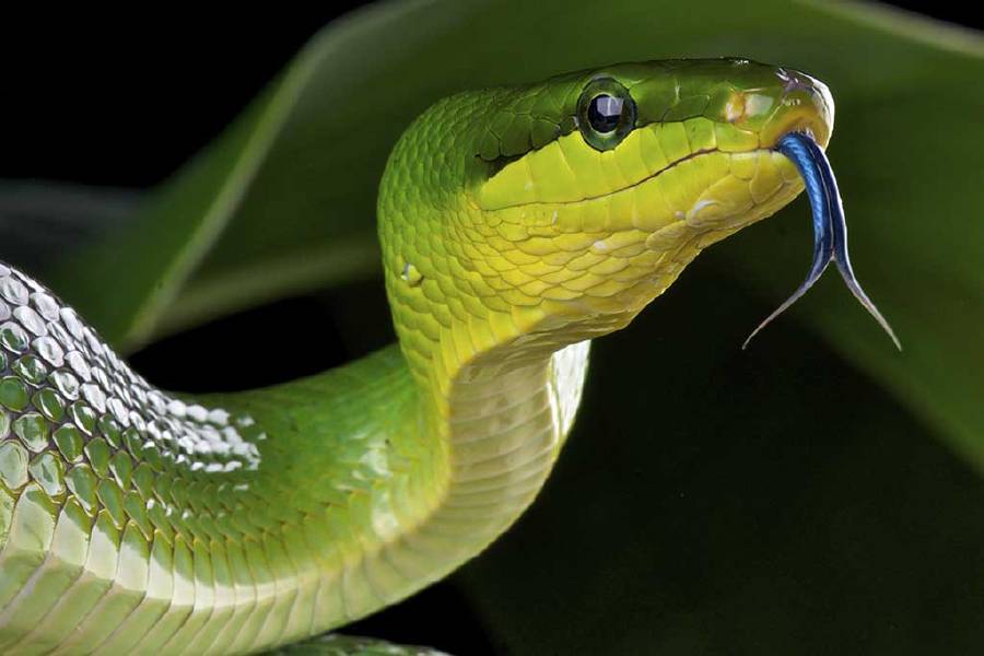 Green rat snake with blue tongue