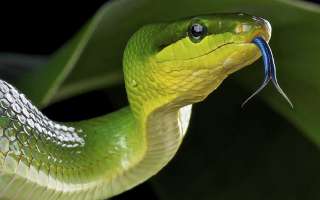 Smelling Food with the Tongue