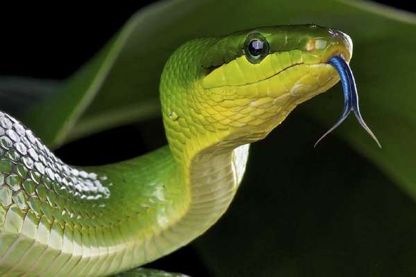 Green rat snake with blue tongue
