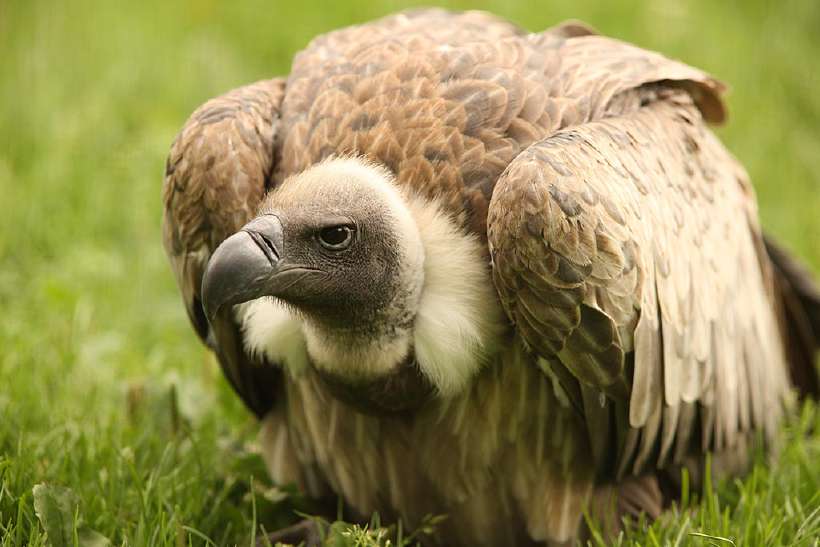 Portrait of a Vulture