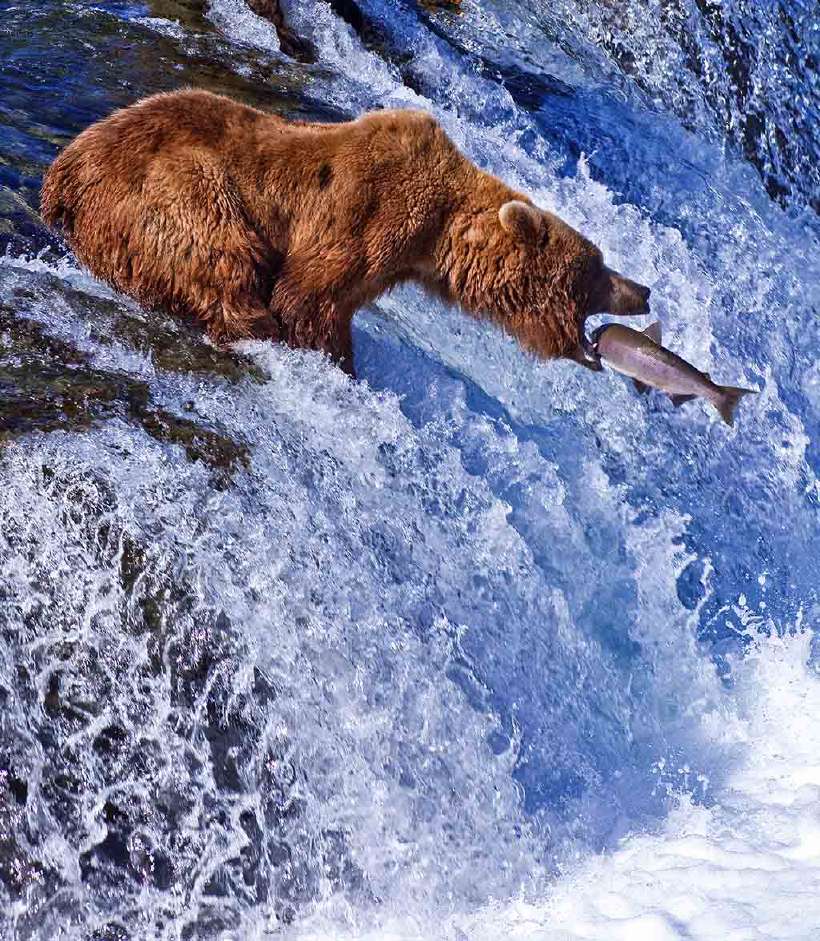 Grizzly Bear catching fish