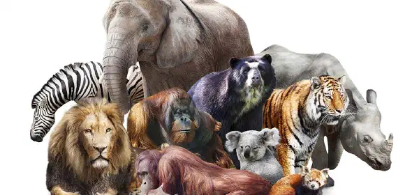 Illustration for The Truth about Zoos