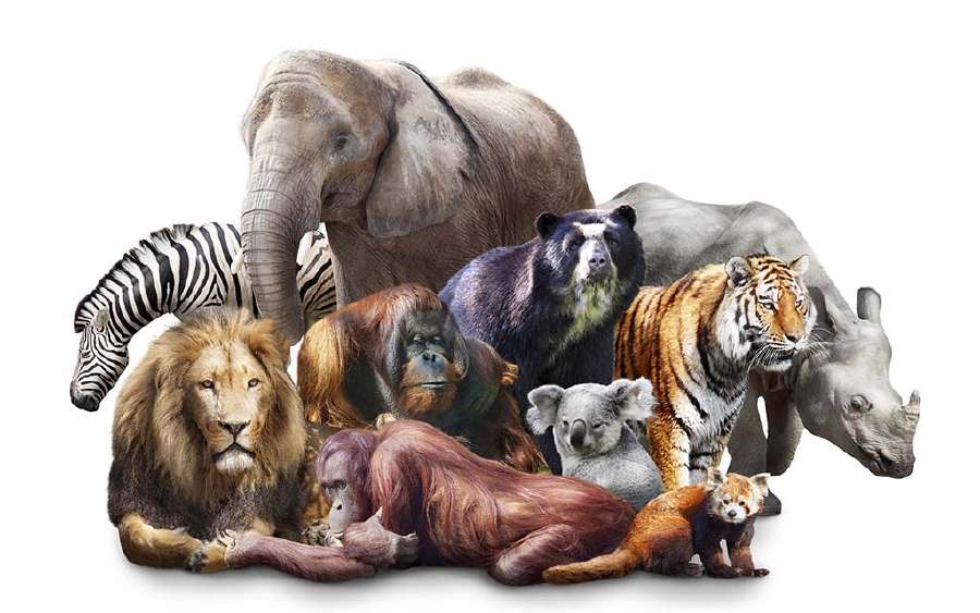 The Truth about Zoos