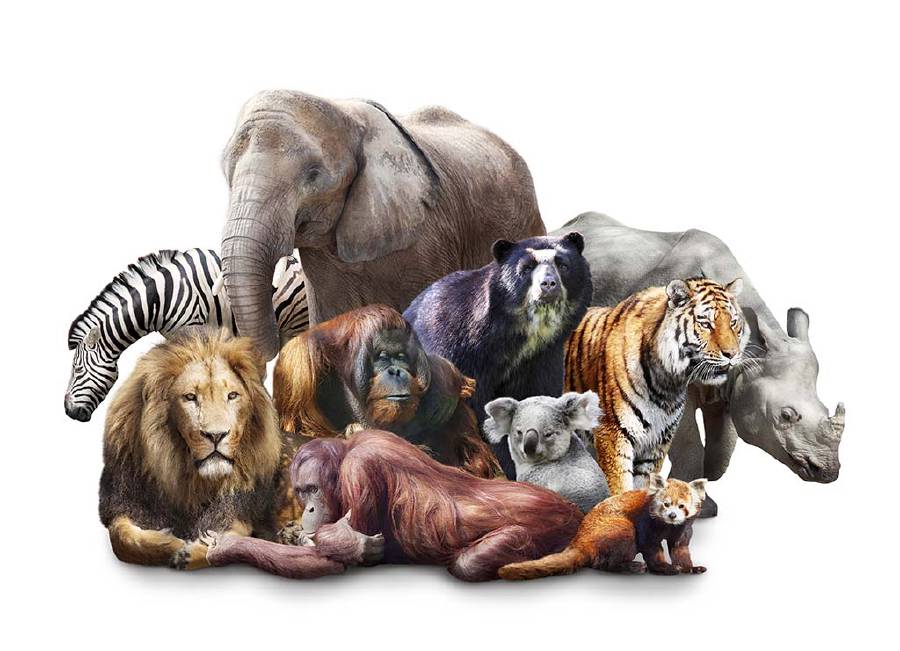 A group of wild animals
