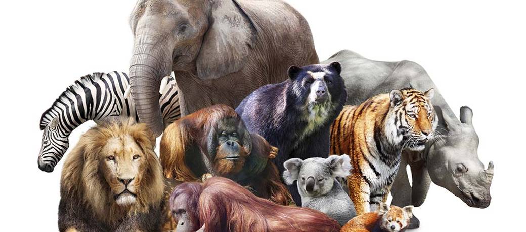 Illustration for The Truth about Zoos