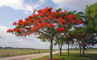 Summer music of the trees