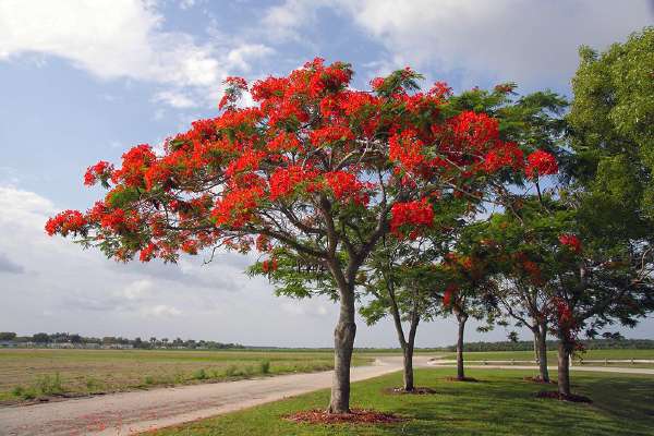 Gulmohar (Delonix regia) is also know as Peacock Flower, Flame of the Forest, and Flame Tree.
