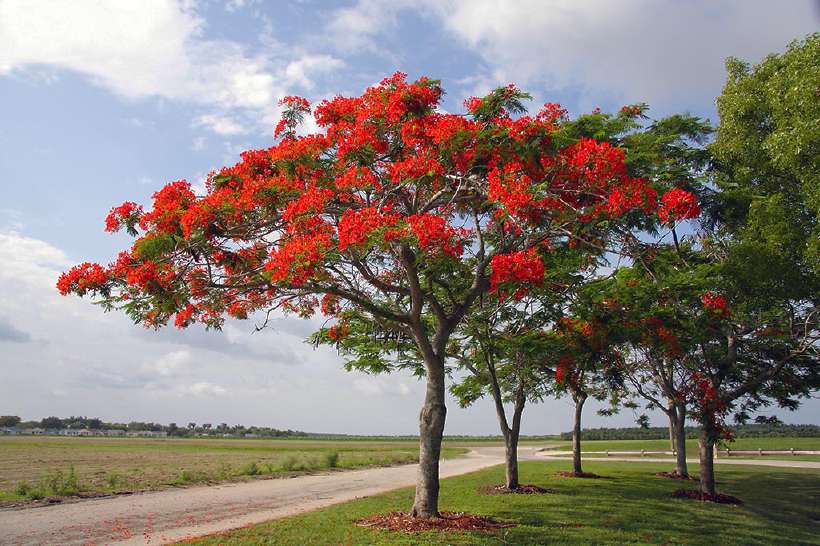 Gulmohar (Delonix regia) is also know as Peacock Flower, Flame of the Forest, and Flame Tree.