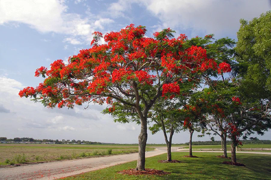 Gulmohar (Delonix regia) is also know as Peacock Flower, Flame of the Forest, and Flame Tree.