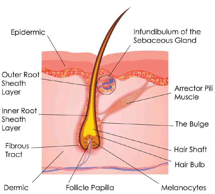 Hair anatomy