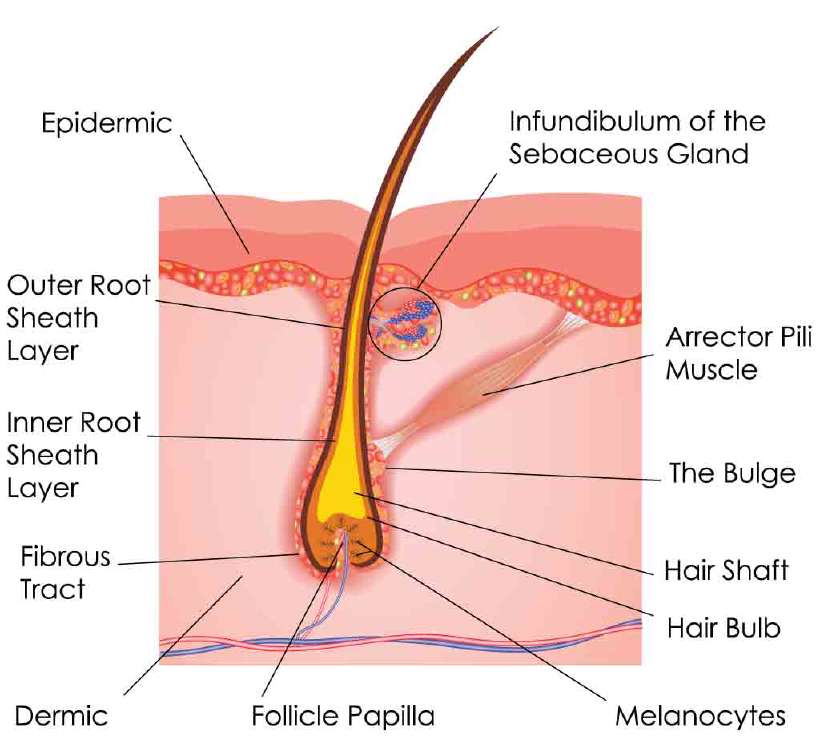 Hair anatomy