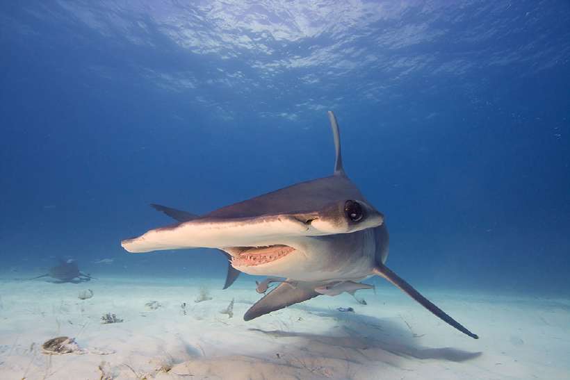 Hammerhead Shark: So named for the unusual structure of their heads, which are flattened and laterally extended into a