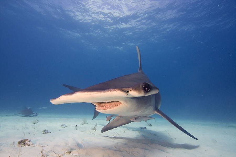 Hammerhead Shark: So named for the unusual structure of their heads, which are flattened and laterally extended into a 