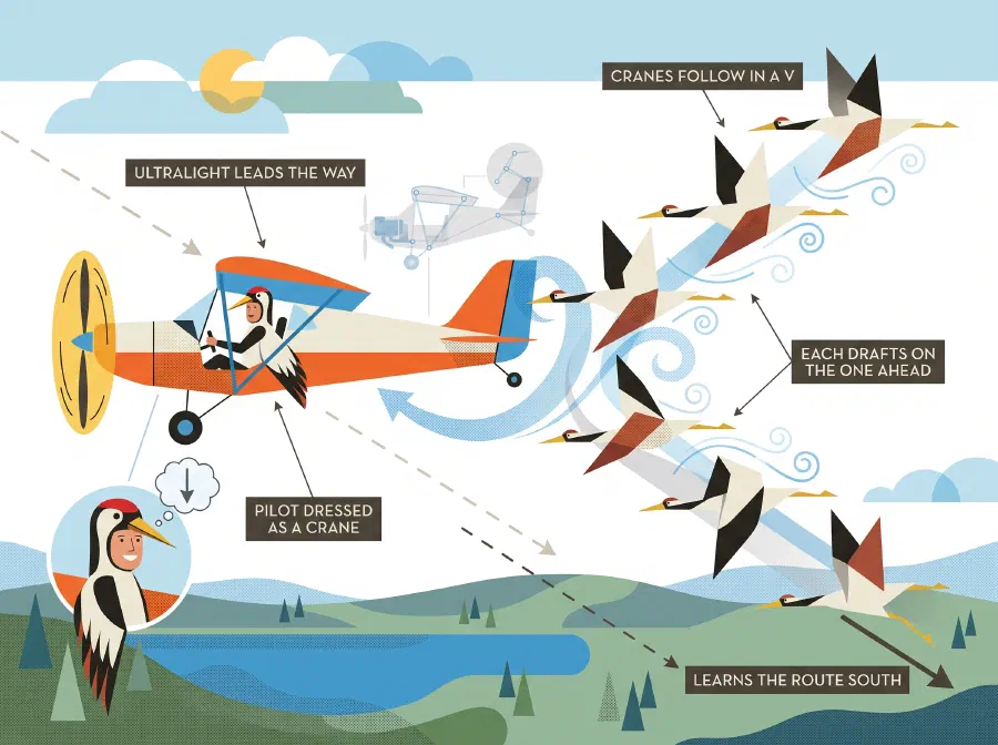 High-tech Crane Migration