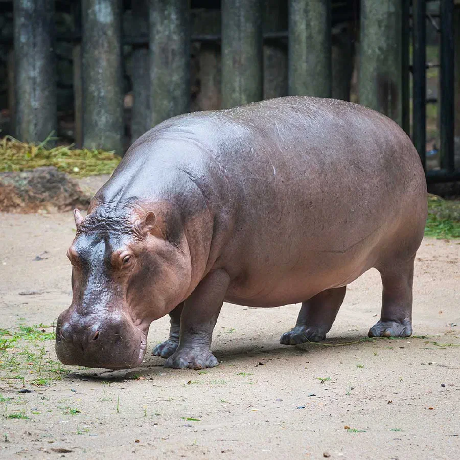 Why is a hippopotamus called a river horse?