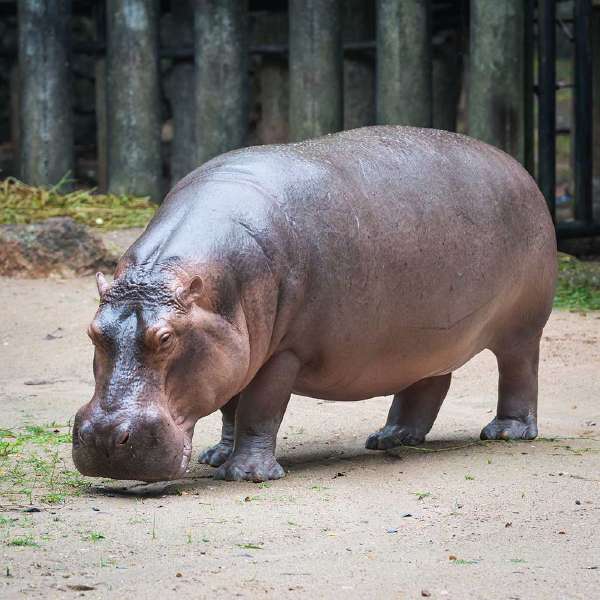 Why is a hippopotamus called a river horse?