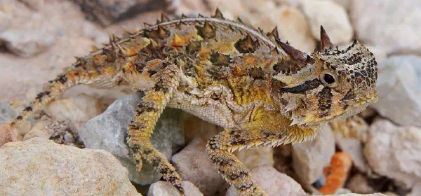 Illustration for A Lizard that Squirts Blood from its Eyes