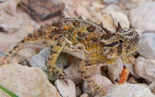 A Lizard that Squirts Blood from its Eyes
