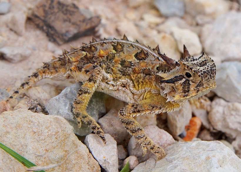 The horned lizard is popularly called a