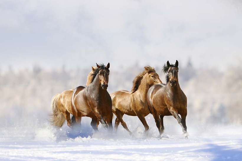 Horses running in snow