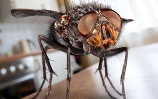 Mr Fly Rubs his Hands with Glee