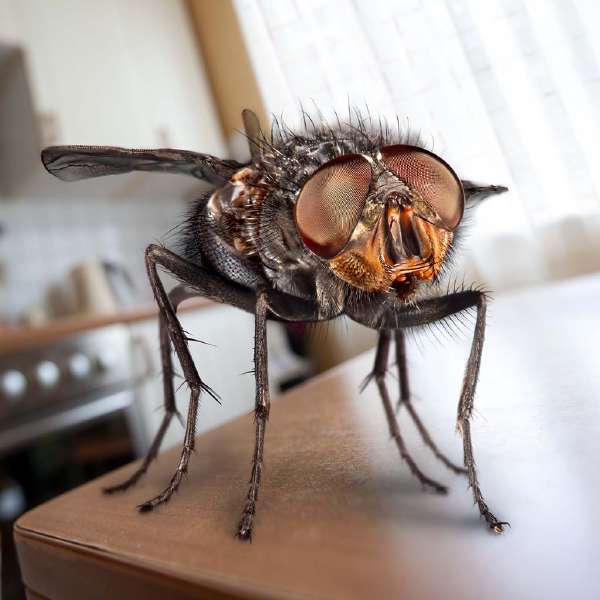 Housefly sits on a table in the kitchen