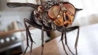 Illustration for Mr Fly Rubs his Hands with Glee