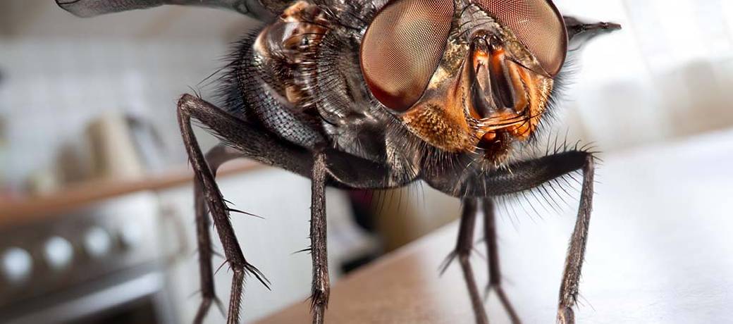 Illustration for Mr Fly Rubs his Hands with Glee
