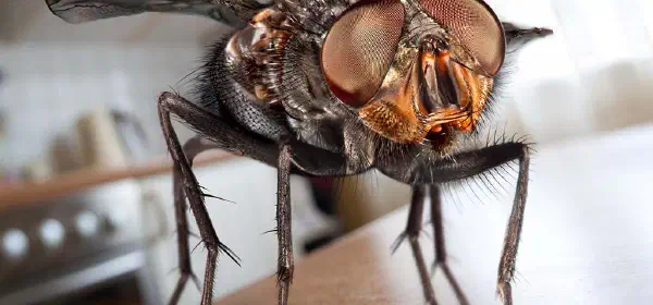 Illustration for Mr Fly Rubs his Hands with Glee