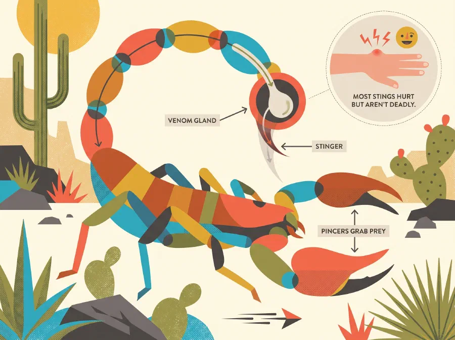 How Bad is the Sting of a Scorpion?