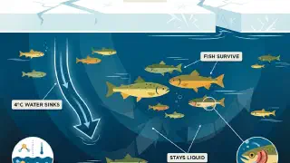 Illustration for How Do Fish Survive in Icy Waters?