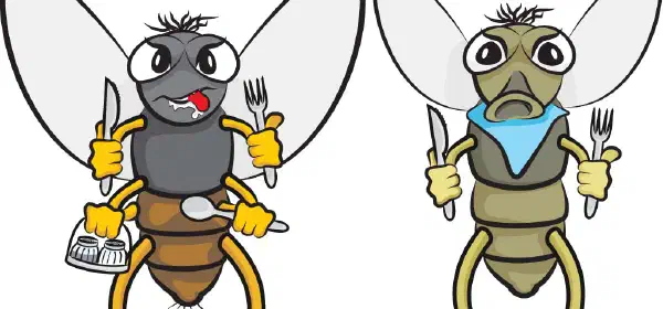 Illustration for How do Houseflies Spread Diseases?
