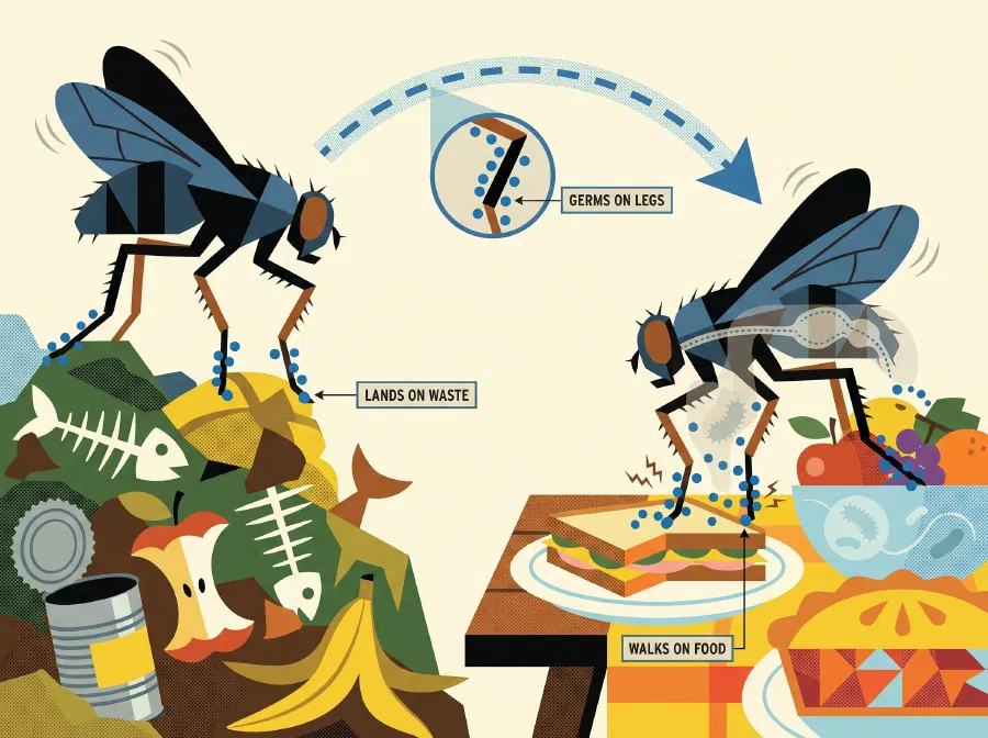 How do Houseflies Spread Diseases?