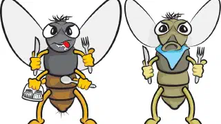 Illustration for How do Houseflies Spread Diseases?