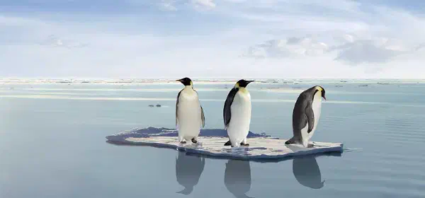 Illustration for How Does Ice float?