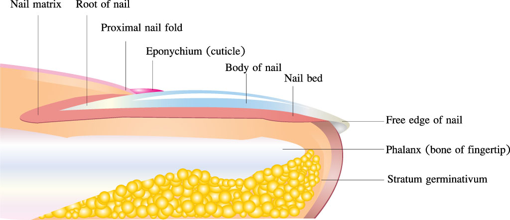 Parts of the Nail: Structure and How They Grow