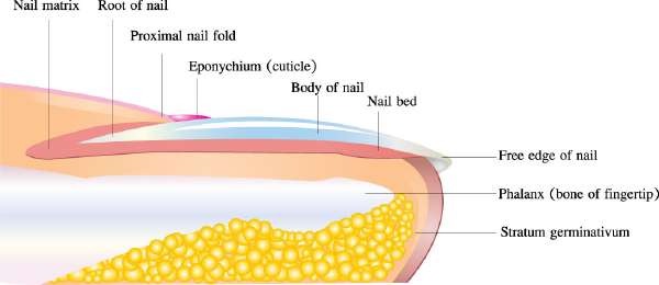 The anatomy of a human nail
