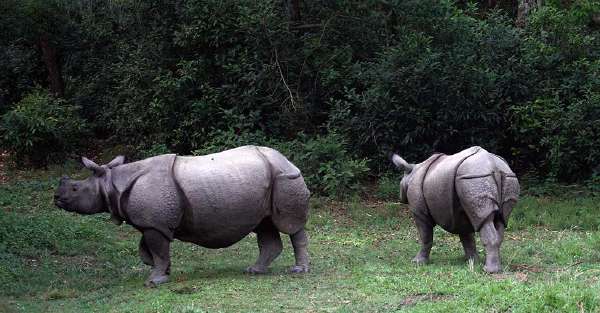 A pair of Asian Rhinoceros Bardia National Park, Nepal.