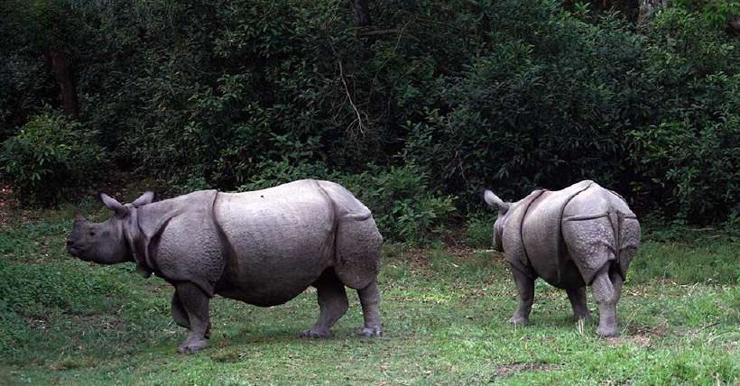 A pair of Asian Rhinoceros Bardia National Park, Nepal.