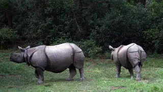 Illustration for How Many Kinds of Rhinos are There?