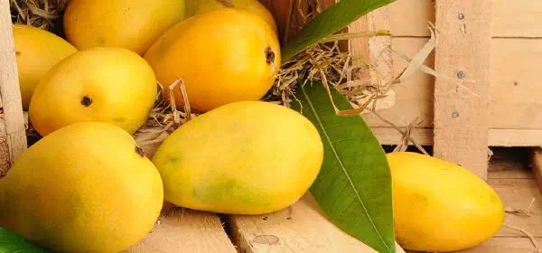 Illustration for Which is the Most Abundant Fruit in India?