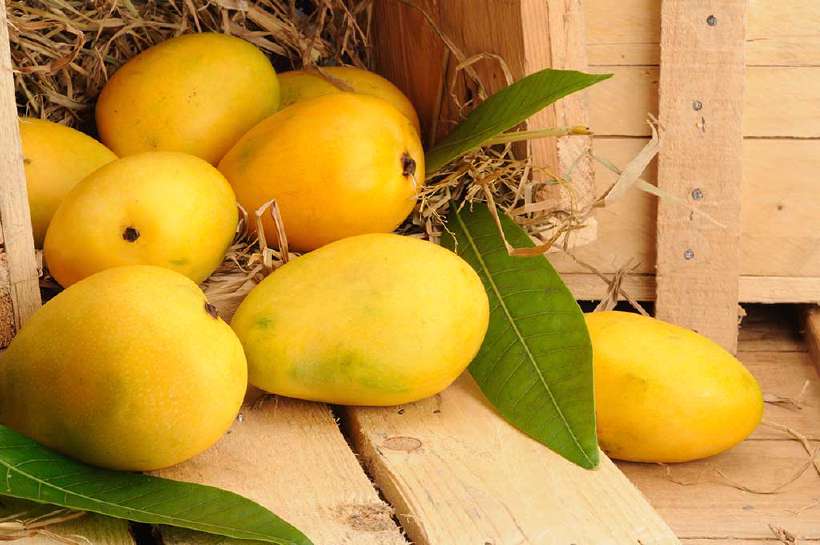 Mango orchards cover roughly 33% of the total area under fruit cultivation in India making it abundant fruit in the country.