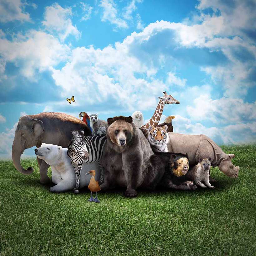 It's a Zoo Out There!