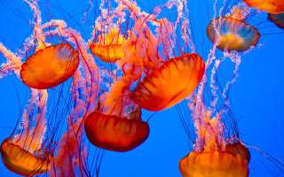 How Do Fish Survive in Icy Waters?