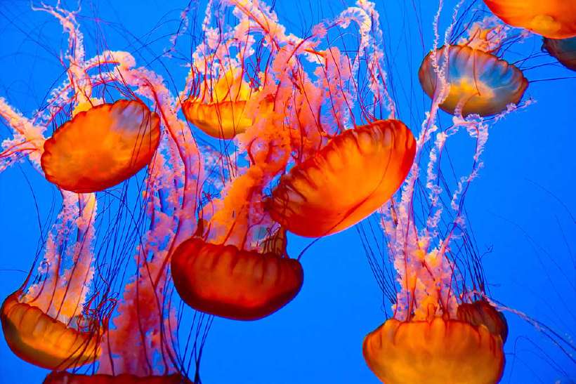 Jellyfish: Fragile creature of the sea