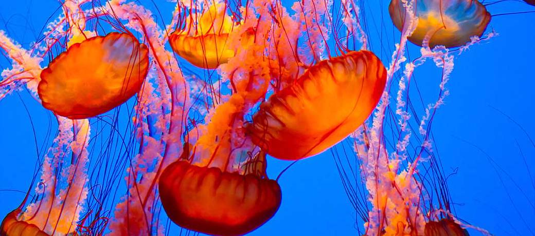 Illustration for Jellyfish: Fragile Creature of the Sea