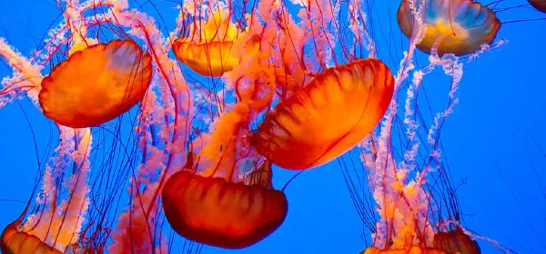 Illustration for Jellyfish: Fragile Creature of the Sea