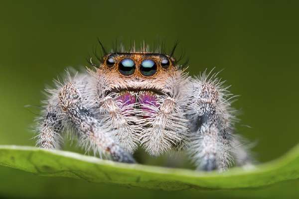 Closeup of a jumping spider